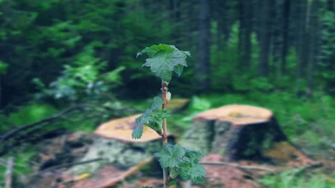 The process of bud opening on a blackcurrant branch 库存影片 258854774