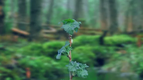 The process of bud opening on a blackcurrant branch Stock Footage 258854779