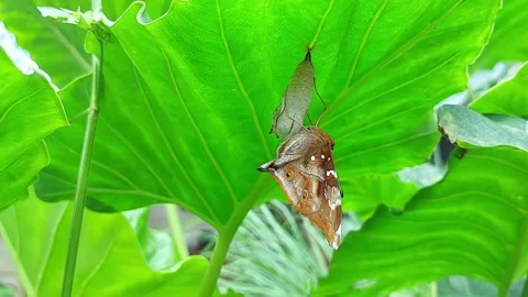The process of a butterfly emerging from a chrysalis and taking flight Stock Footage 303875676
