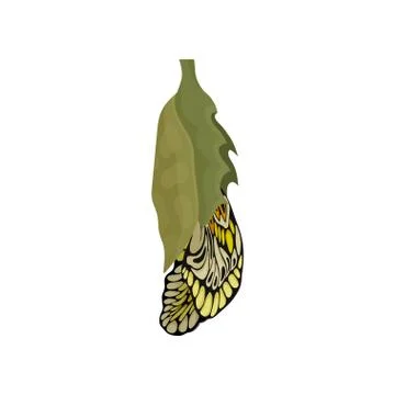 Process of butterfly hatching from chrysalis. Insect with beautiful pattern on Stock Illustration