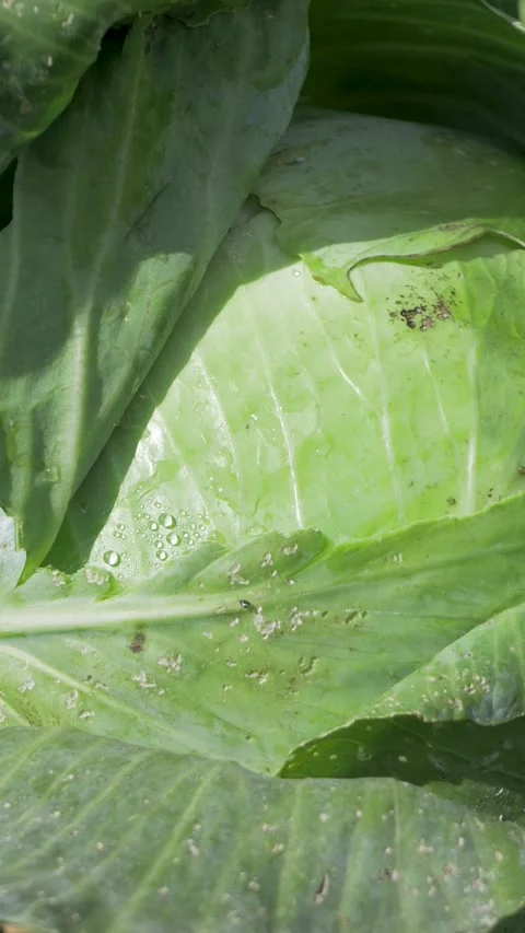 Process of cabbage maturity is closely monitored for ripeness Stock Footage 314979702