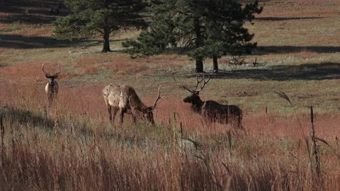 In the process of calling in 4 young bull elk at once-Part 7 Stock Footage 228878756