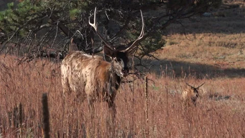 In the process of calling in 4 young bull elk at once-Clip 5. Stock Footage 228879165