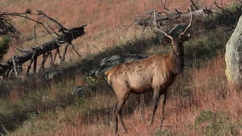 In the process of calling in 5 young bulls at once-Clip 8 Stock Footage 228878523