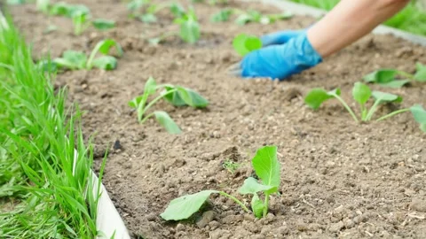 The process of caring for a bed with freshly planted cabbage seedlings, blurred Stock Footage 310766083