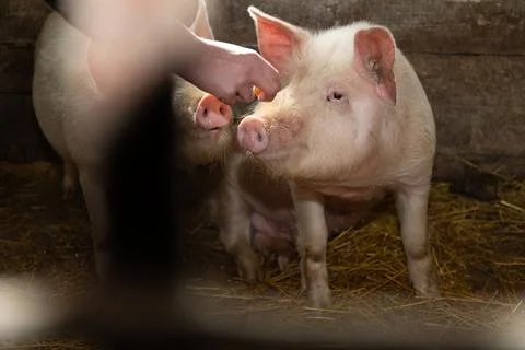 The process of caring for pigs within a farm environment involves various Stock Photos