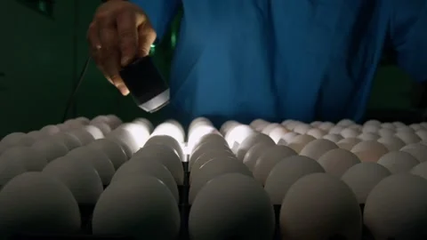 Process of checking chicken eggs at a factory Видео 295599543