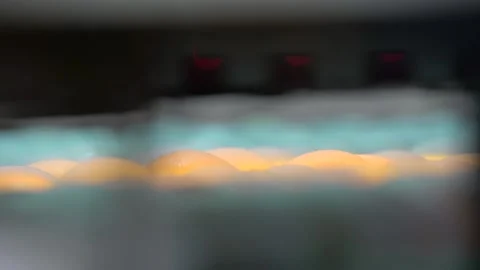 Process of checking embryos inside eggs with egg tester. Slow motion. Close up Stock Footage 102026088