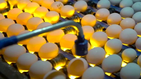 Process of checking embryos inside eggs with egg tester. Slow motion Stock Footage 102026183