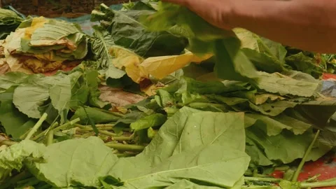 The process of checking the quality of tobacco leaves. Vidéo 291856752