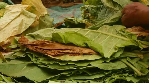 The process of checking the quality of tobacco leaves. Stock Footage 291856877