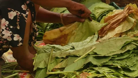 The process of checking the quality of tobacco leaves. Stock Footage 291857118