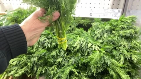 Process of choosing dill at the market. Shopping or harvest time concept. Stock Footage 159881109