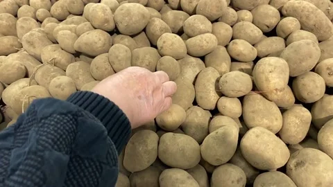 Process of choosing potatoes at the market. Shopping or harvest time concept. Stock Footage 159881237