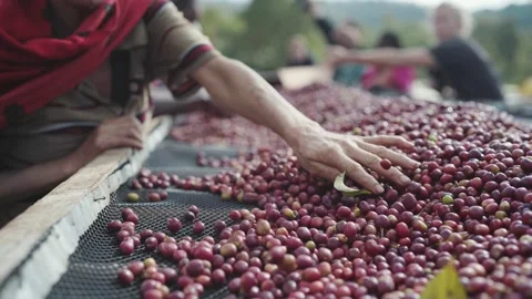 The Process Of Cleaning Coffee 스톡 동영상 169583500
