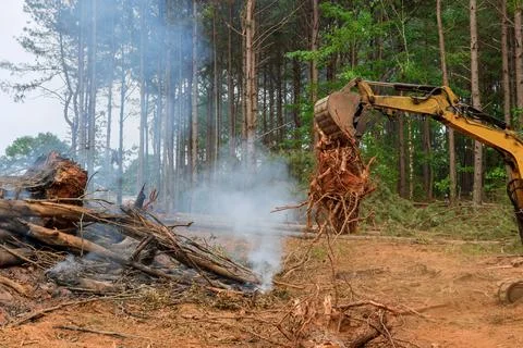 Process cleaning land to burned trees that have been uprooted for construction Stock Photos