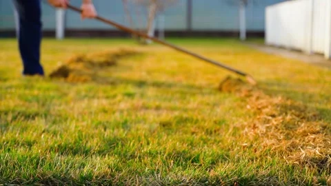 The process of cleaning lawns from dry dead grass in spring. Gardener takes care Stock Footage 306587129