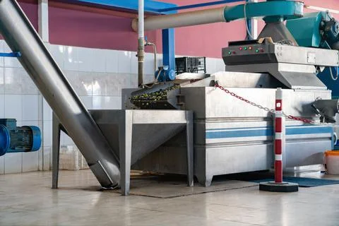 Process of cleaning olives for extraction of olive oil, in large production Stock Photos
