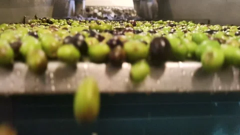 The process of cleaning olives to make extra virgin olive oil Stock Footage 255717517