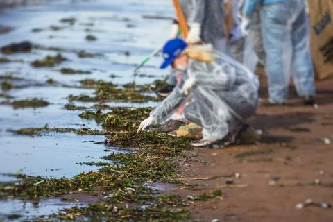 Process of cleaning up the shore beach line from litter garbage rubbish trash Stock Photos