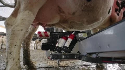 Process Of Cleaning The Udders Of The Cattle Using A Wheel Brush From The Stock Footage 149479678