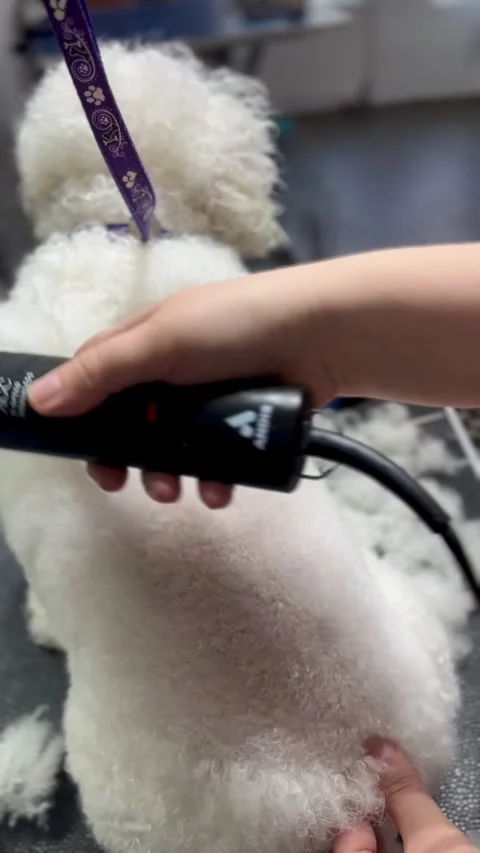 Process of clipping the back of a Bichon Frise Stock Footage 311667057