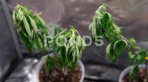 The process of cloning a marijuana plant. Cannonis cloning issues Stock Photos