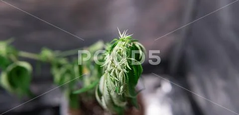 The process of cloning a marijuana plant. Cannonis cloning issues Stock Photos