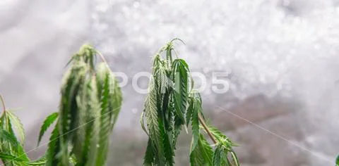 The process of cloning a marijuana plant. Rules for transplanting and pruning Stock Photos
