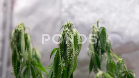 The process of cloning a marijuana plant. Rules for transplanting and pruning Stock Photos