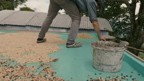 Process of Coffee Beans Traditional Drying Stock Footage 270965137