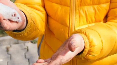 Process cognition. Boy independently studies nature. Holds white mouse in hands Stock Footage 128027169