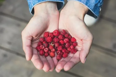 Process of collecting and picking berries in the forest of northern Sweden, L 库存照片