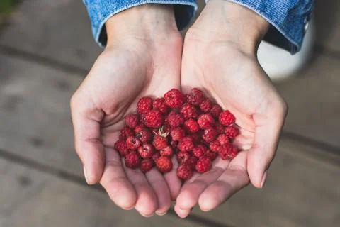 Process of collecting and picking berries in the forest of northern Sweden, L Stock Photos