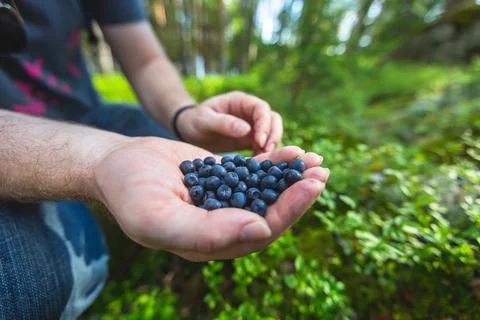 Process of collecting and picking berries in the forest of northern Sweden, L Stock Photos