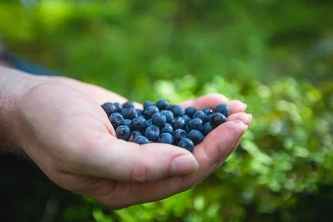 Process of collecting and picking berries in the forest of northern Sweden, L Фото