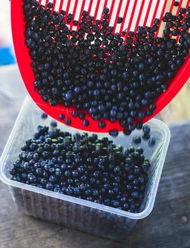Process of collecting and picking fresh berries in a forest of northern Swede Stock Photos