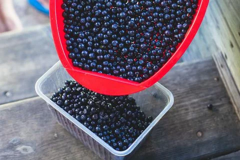 Process of collecting and picking fresh berries in a forest of northern Swede Stock Photos