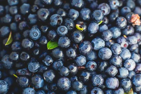 Process of collecting and picking fresh berries in a forest of northern Swede Stock Photos