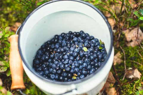 Process of collecting and picking fresh berries in a forest of northern Swede Stock Photos