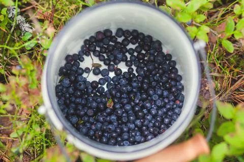Process of collecting and picking fresh berries in a forest of northern Swede Stock Photos
