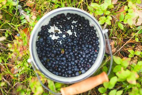Process of collecting and picking fresh berries in a forest of northern Swede Stock Photos