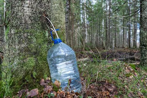 The process of collecting birch sap in a plastic bottle. Harvesting of birch sap Stock Photos