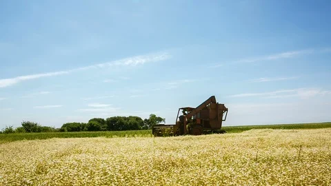 The process of collecting chamomile in the field 스톡 동영상 93715332
