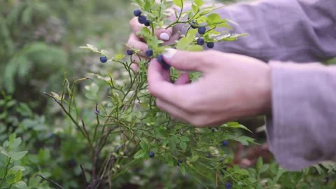 Process of collecting, harvesting and picking berries in forest of Scandinavia Vídeos de archivo 244091816