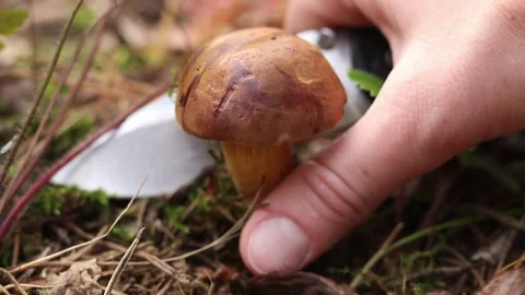 The process of collecting mushrooms Video stock 347295831