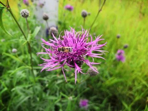 In the process of collecting nectar Stock Photos