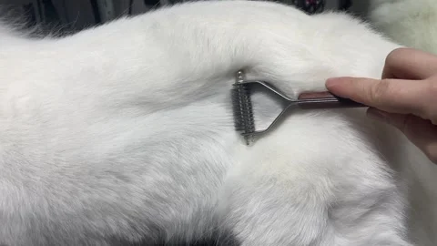 The process of combing a Samoyed puppy in a grooming salon Stock Footage 311076899