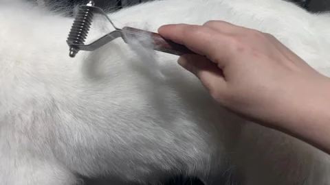 The process of combing a Samoyed puppy in a grooming salon Stock Footage 311076902