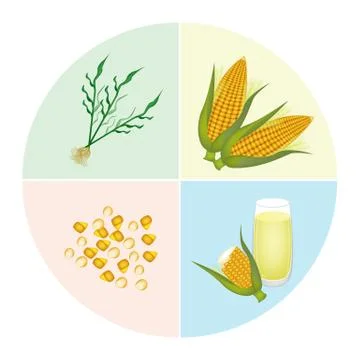 The Process of Corn Production in Pie Chart Illustrazione stock